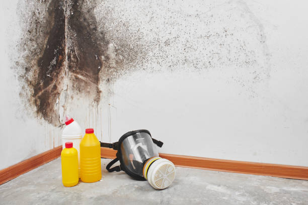 Best Commercial Mold Removal  in Phoenix, AZ