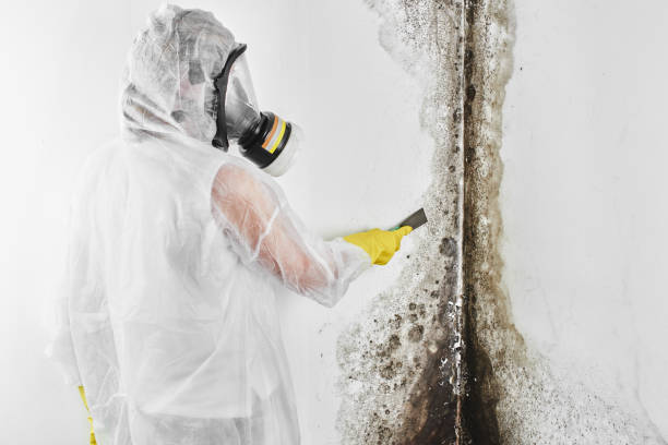 Best Mold Damage Repair  in Phoenix, AZ
