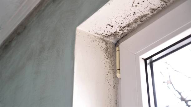 Best Attic Mold Removal  in Phoenix, AZ